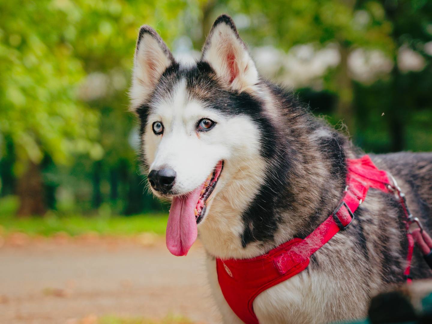 Adotta un cane, femmina, 11 anni e 4 mesi, Milano