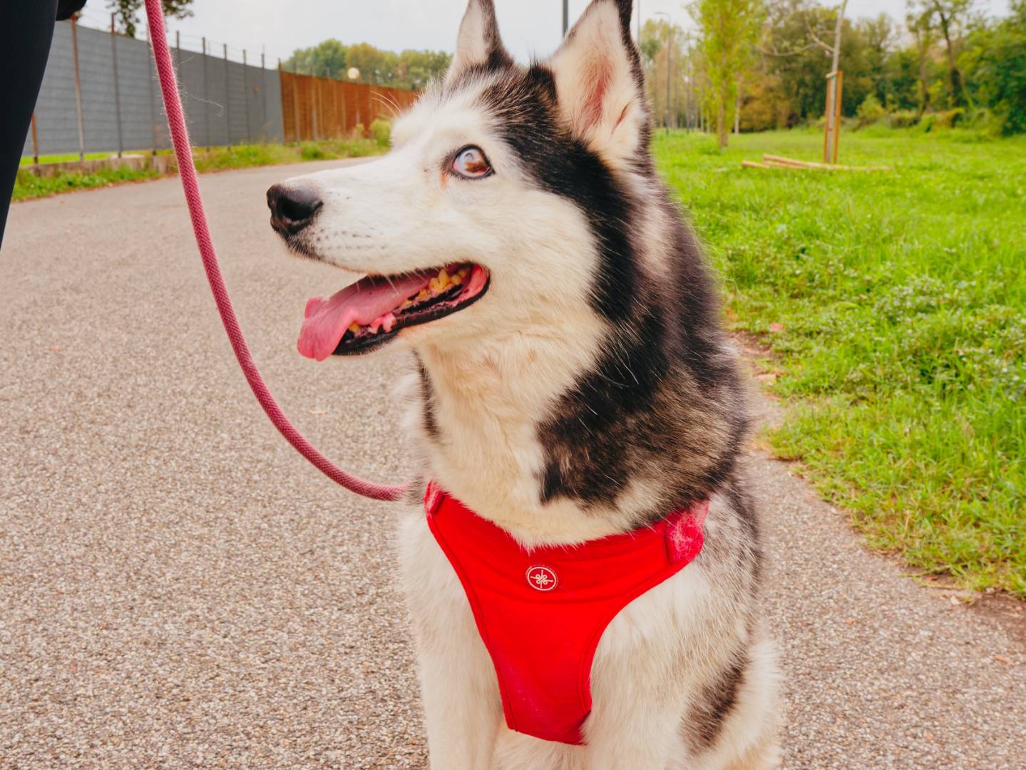 Adotta un cane, taglia media, femmina, Milano