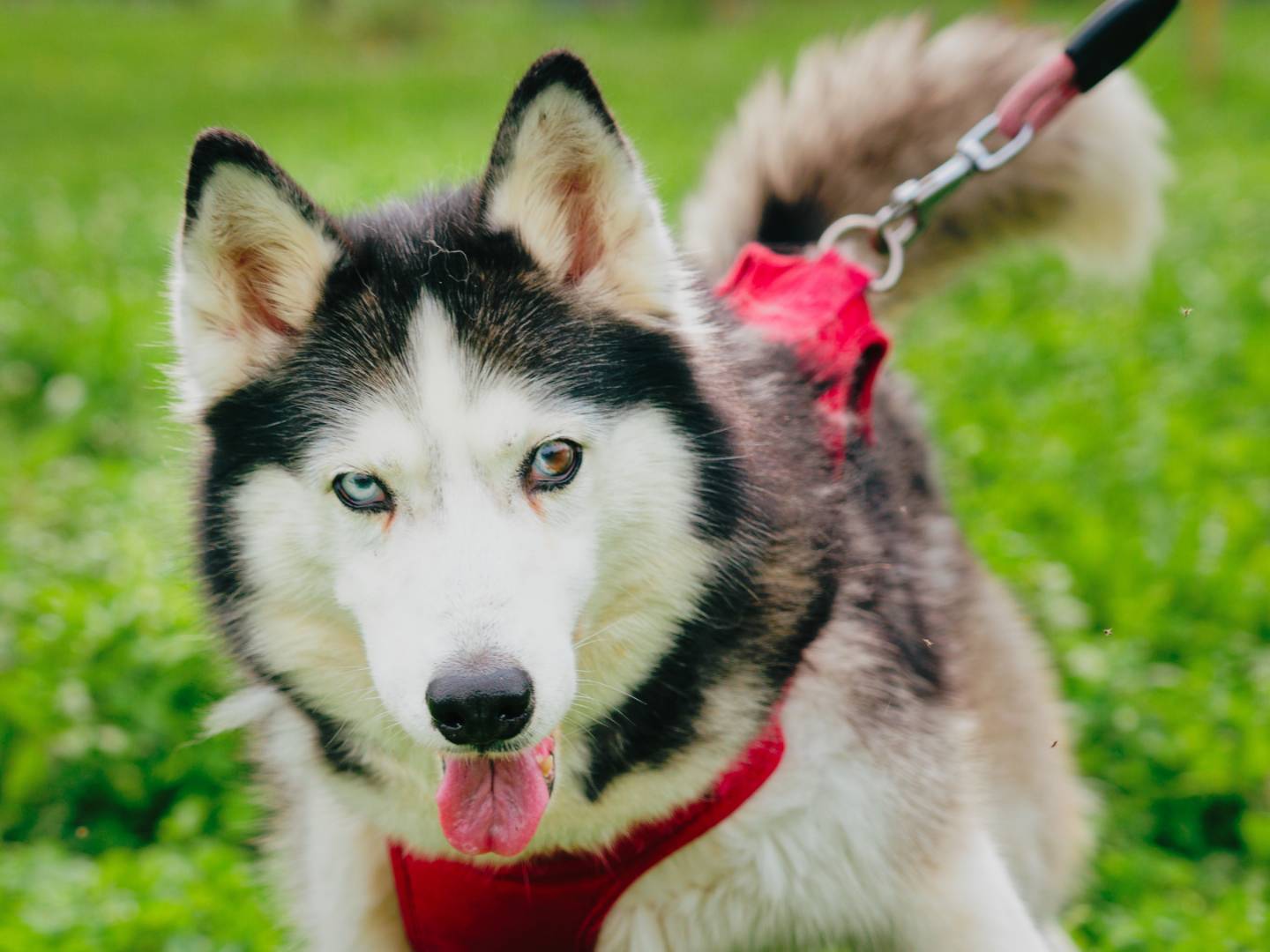 Vuoi adottare un cane a Milano?