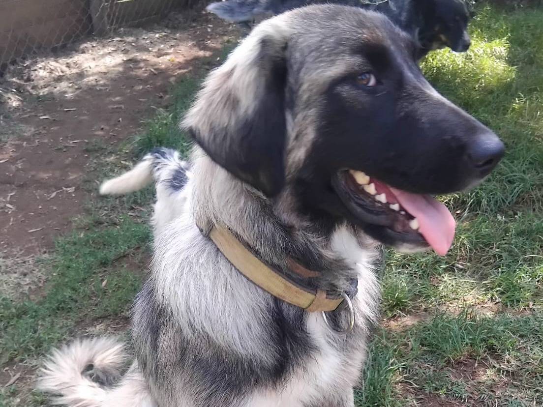 Adotta un cane, femmina, 7 mesi, Viterbo