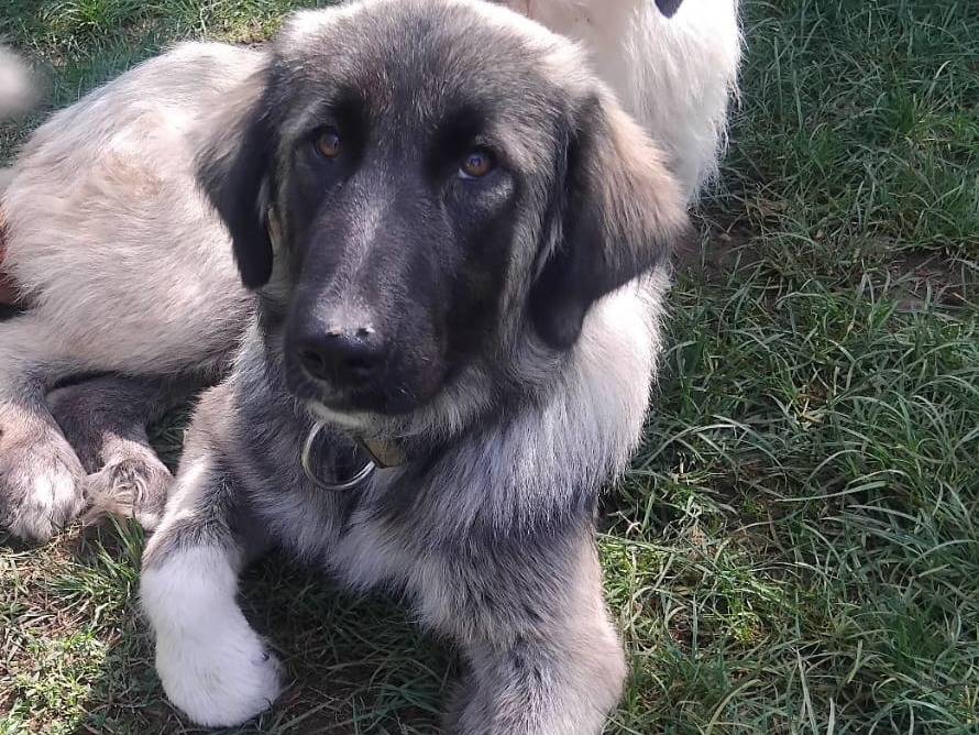 Adotta un cane, taglia media contenuta, femmina, Viterbo