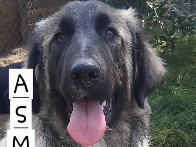 Vuoi adottare un cane a Viterbo?