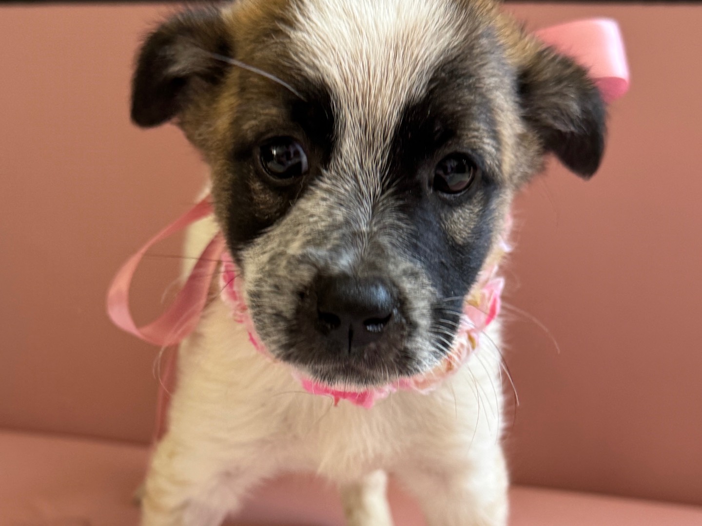 Adotta un cane, femmina, 2 mesi, Caserta
