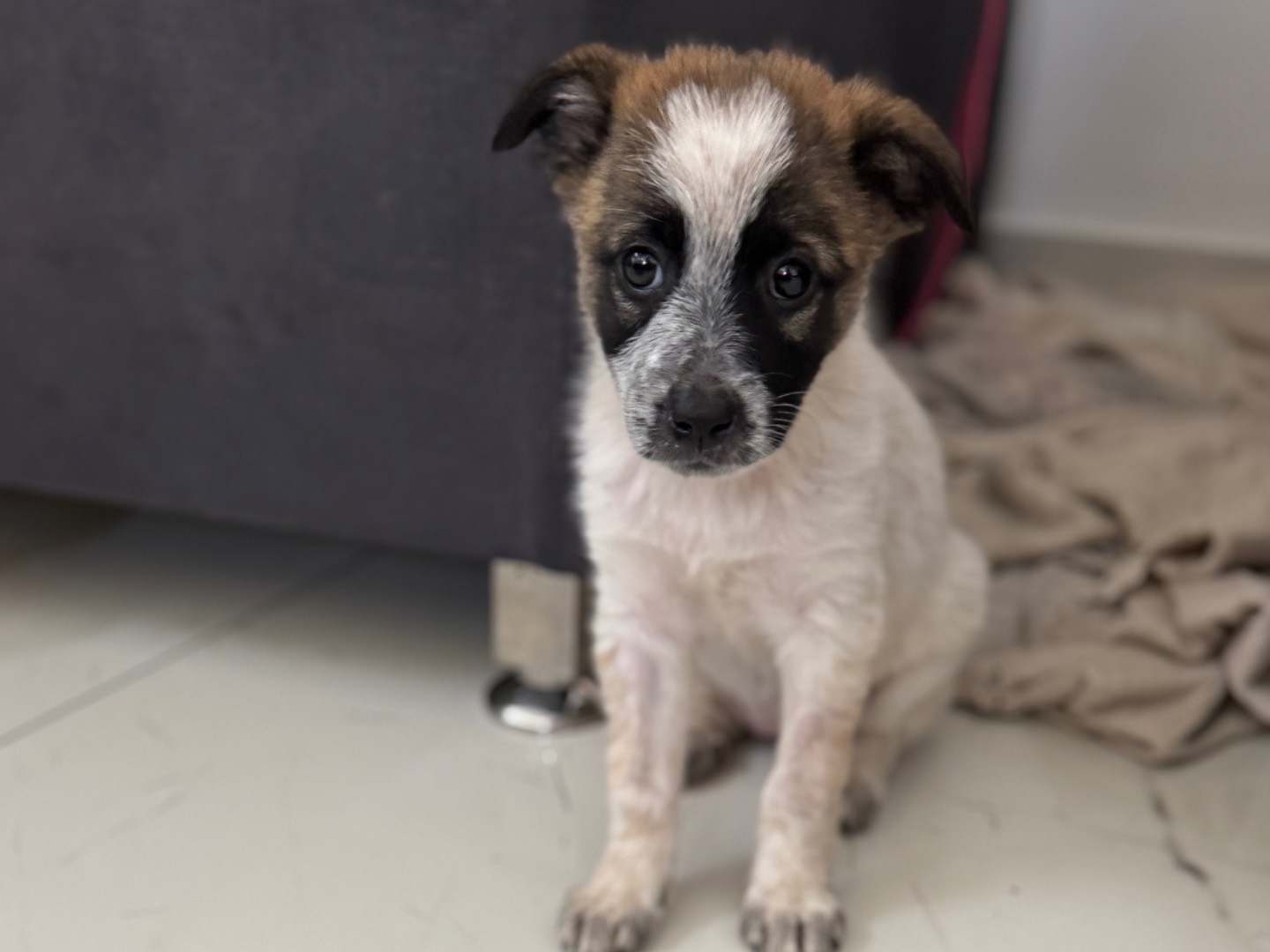 Adotta un cane, taglia media, femmina, Caserta