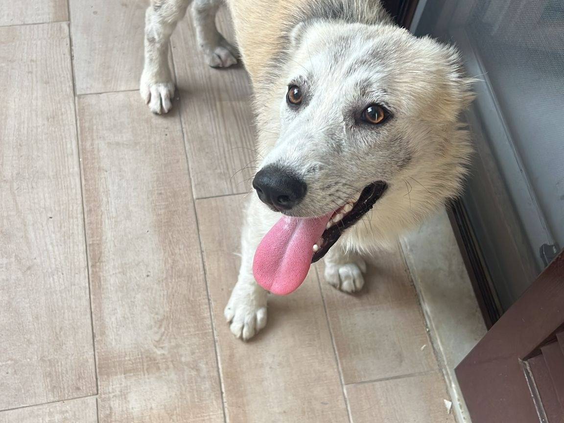 Adozione cane, femmina, Razza sconosciuta Razza sconosciuta, 8 mesi, taglia media contenuta, Napoli