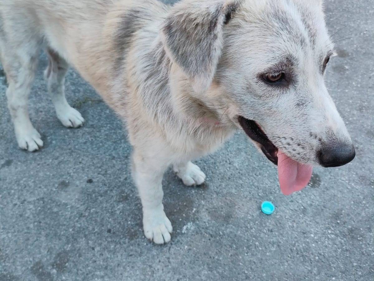 Adotta un cane, femmina, 8 mesi, Napoli