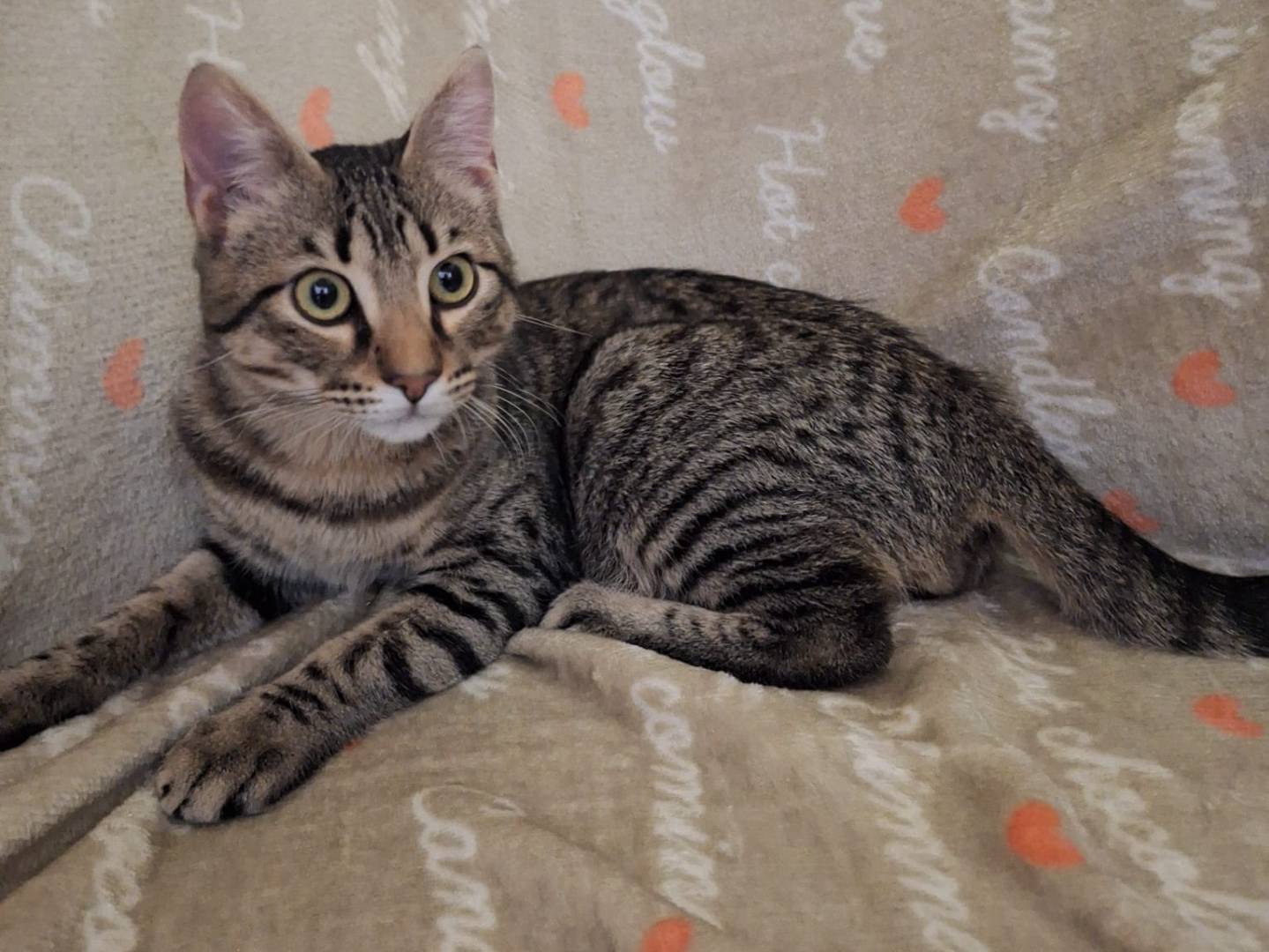 Adozione gatto, maschio, Razza sconosciuta Razza sconosciuta, 5 mesi, taglia non valida, Potenza