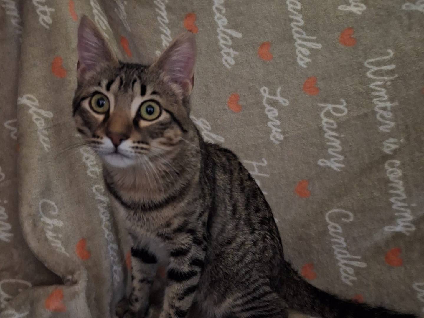 Adotta un gatto, taglia non valida, maschio, Potenza