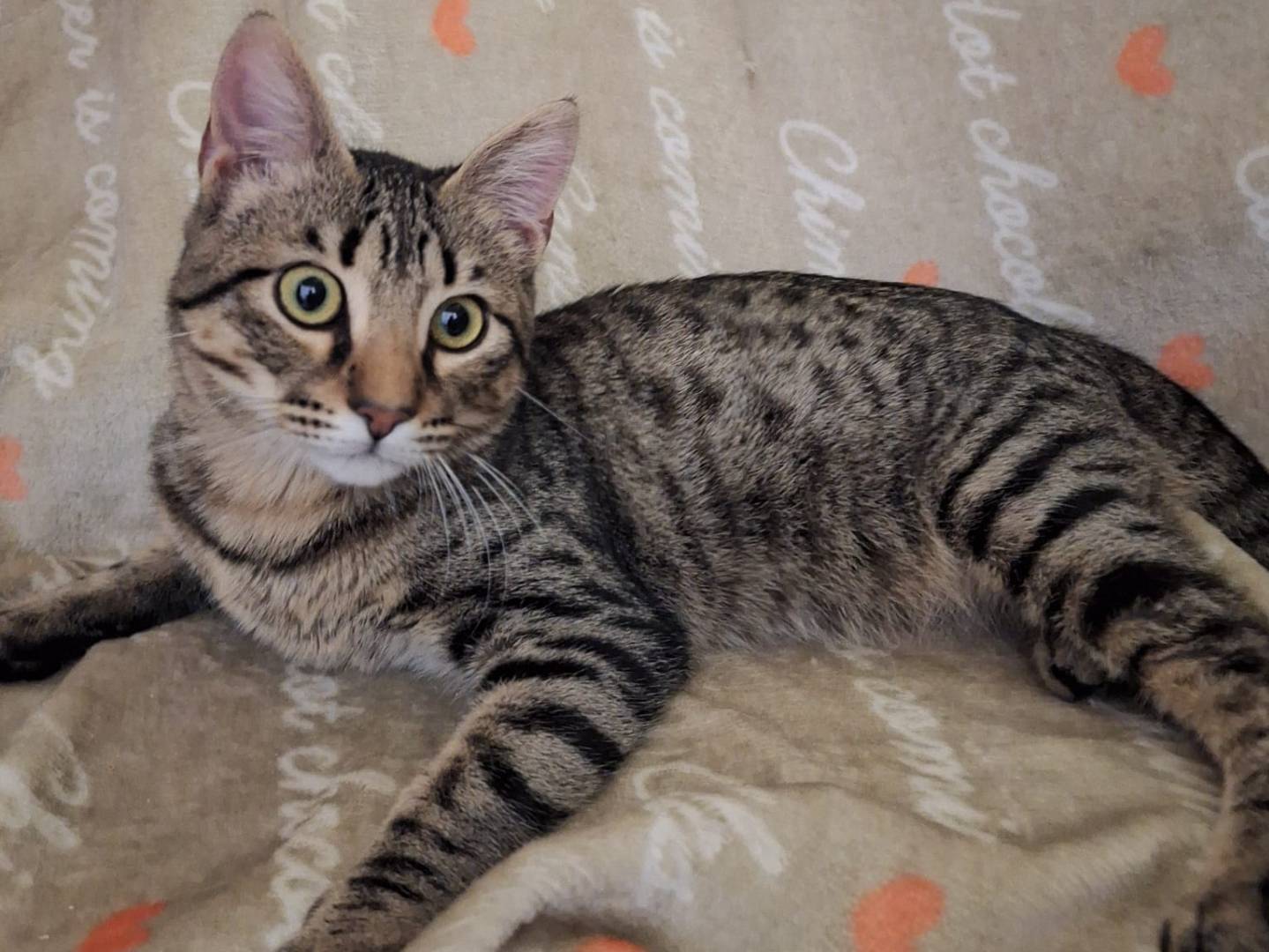 Vuoi adottare un gatto a Potenza?