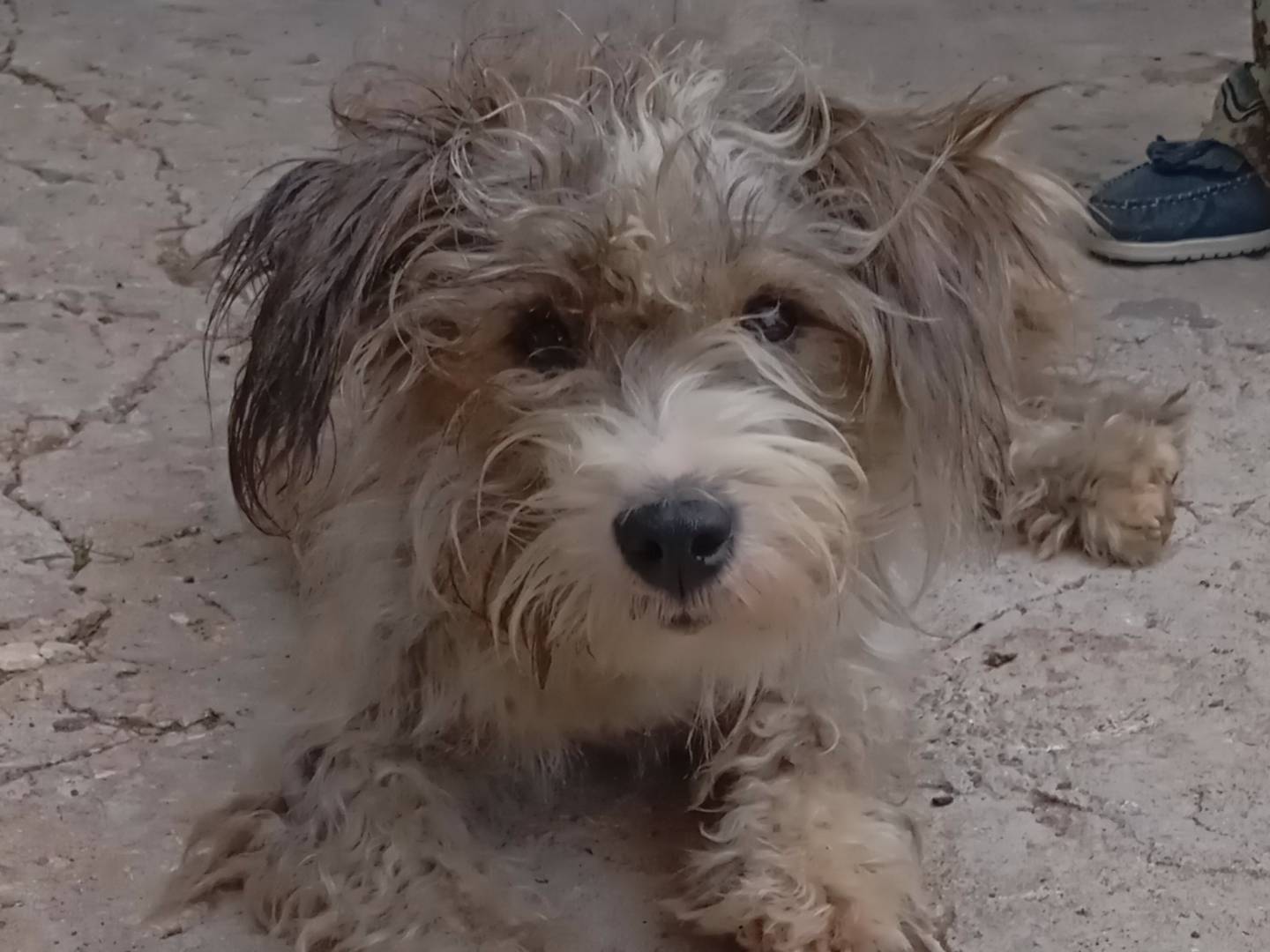 Adozione cane, femmina, Razza sconosciuta Razza sconosciuta, 1 anno e 8 mesi, taglia media contenuta, Frosinone