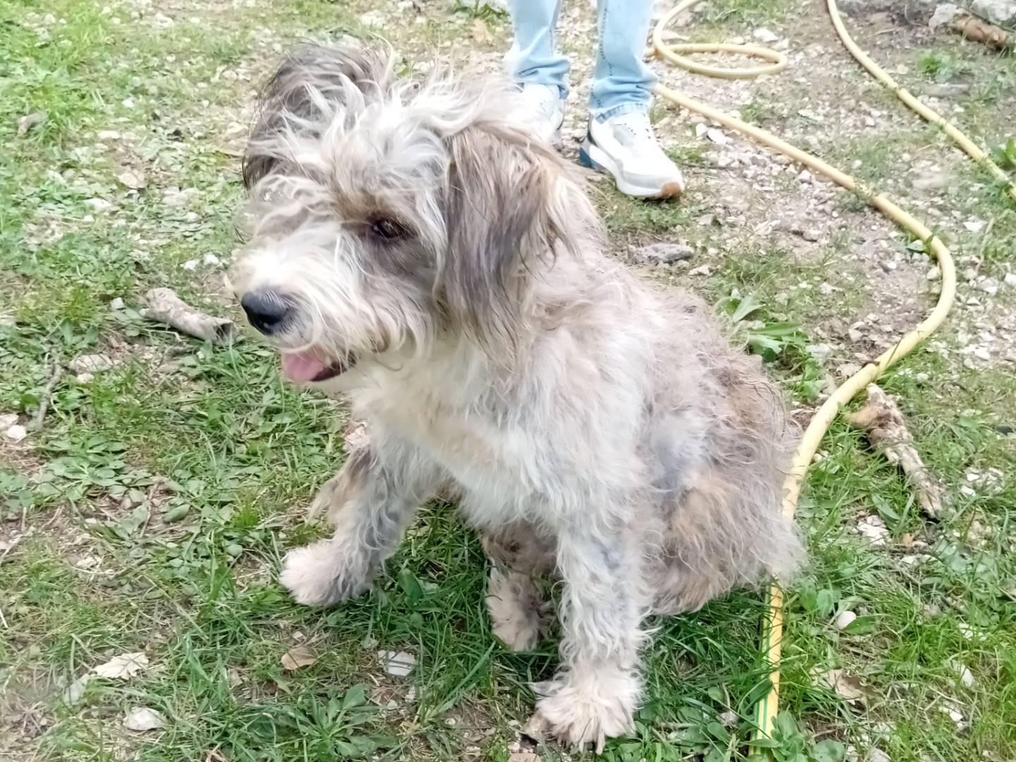Adotta un cane, taglia media contenuta, femmina, Frosinone