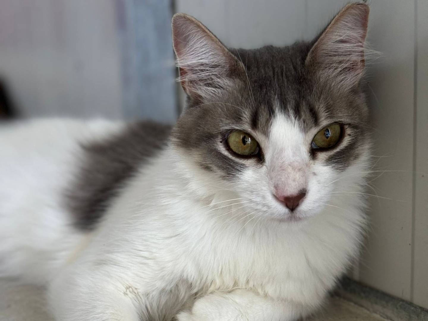 Adozione gatto, femmina, Razza sconosciuta Razza sconosciuta, 2 anni e 7 mesi, taglia non valida, Pisa