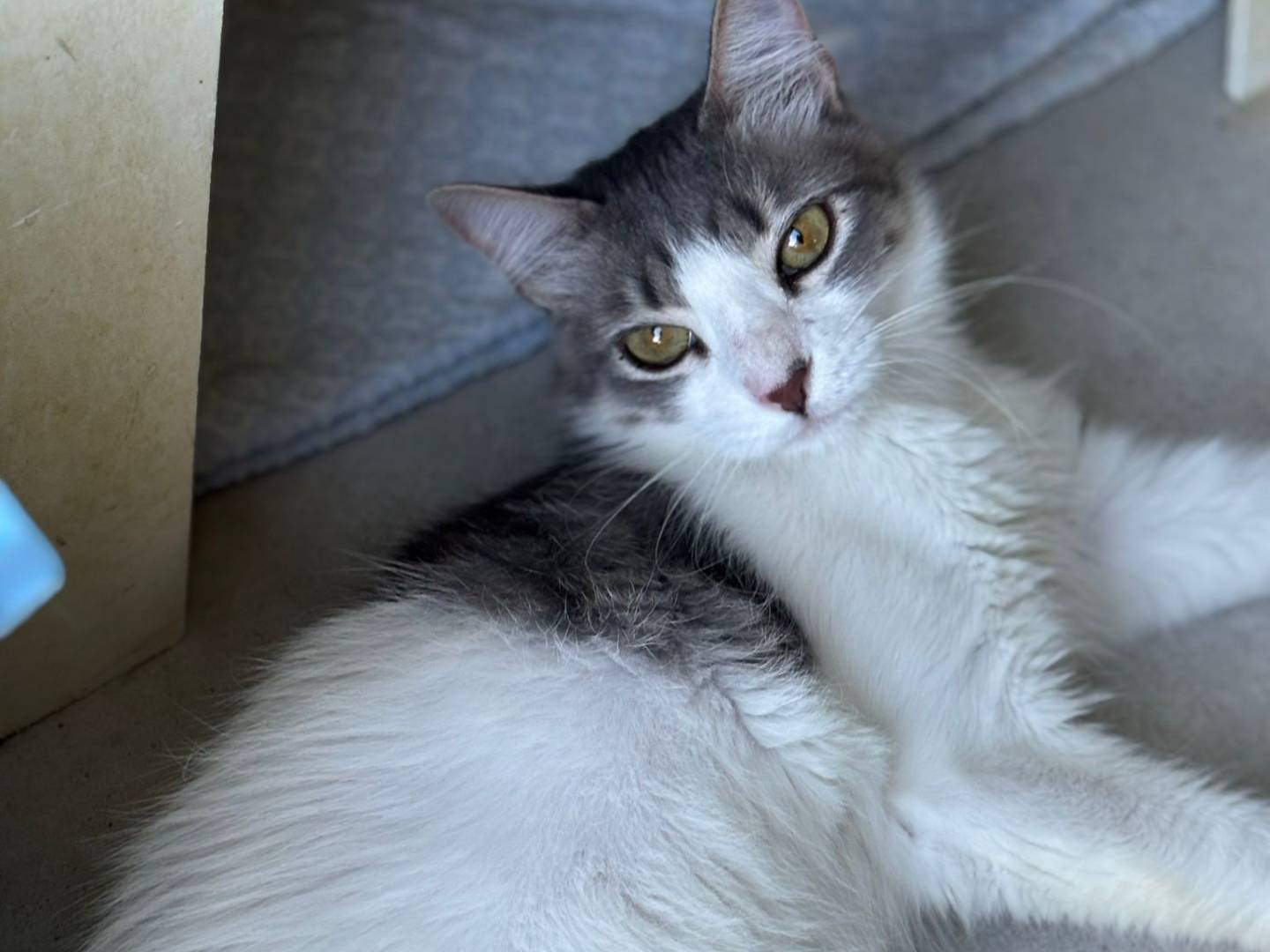 Adotta un gatto, femmina, 2 anni e 7 mesi, Pisa