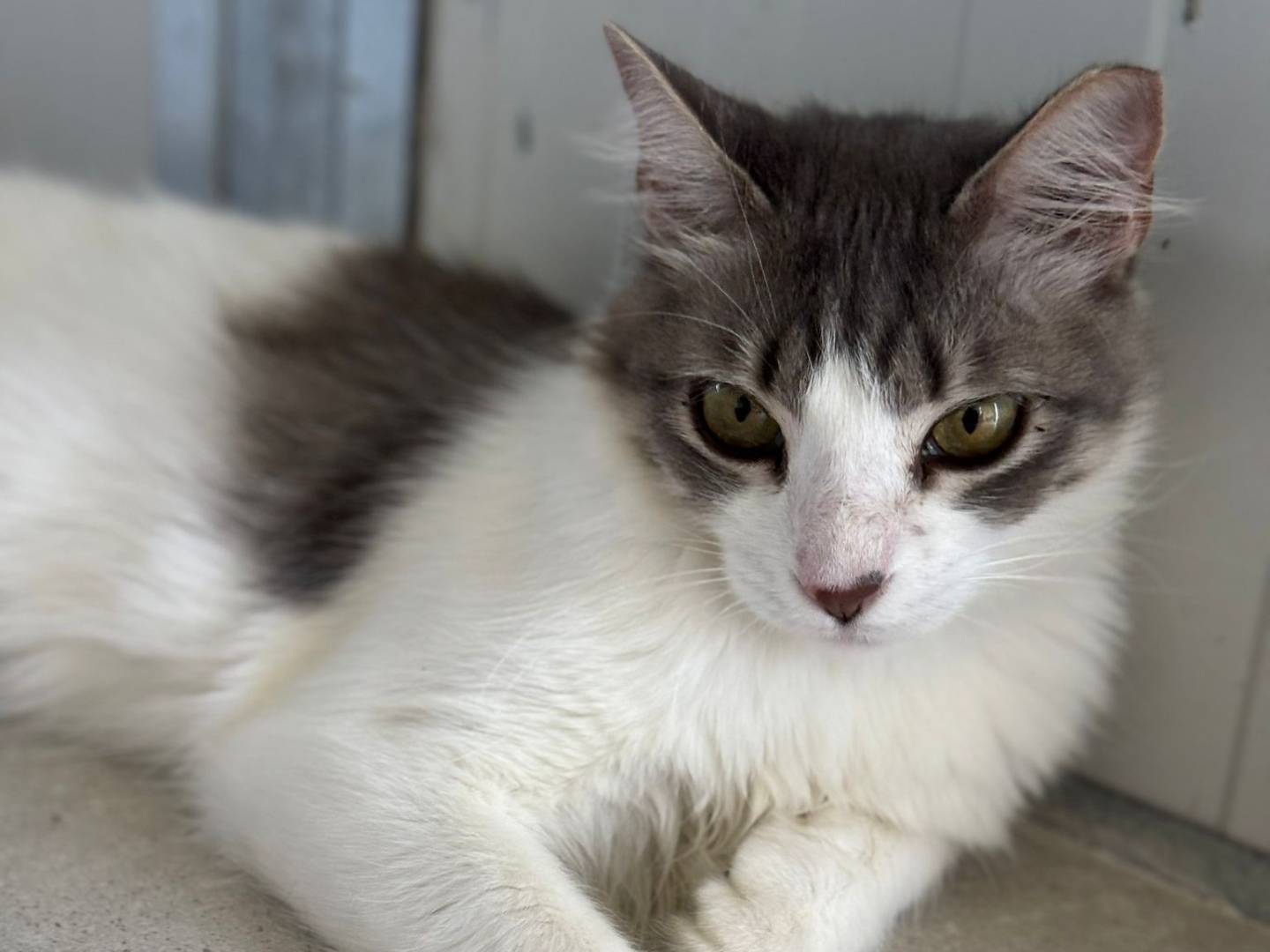 Adotta un gatto, taglia non valida, femmina, Pisa