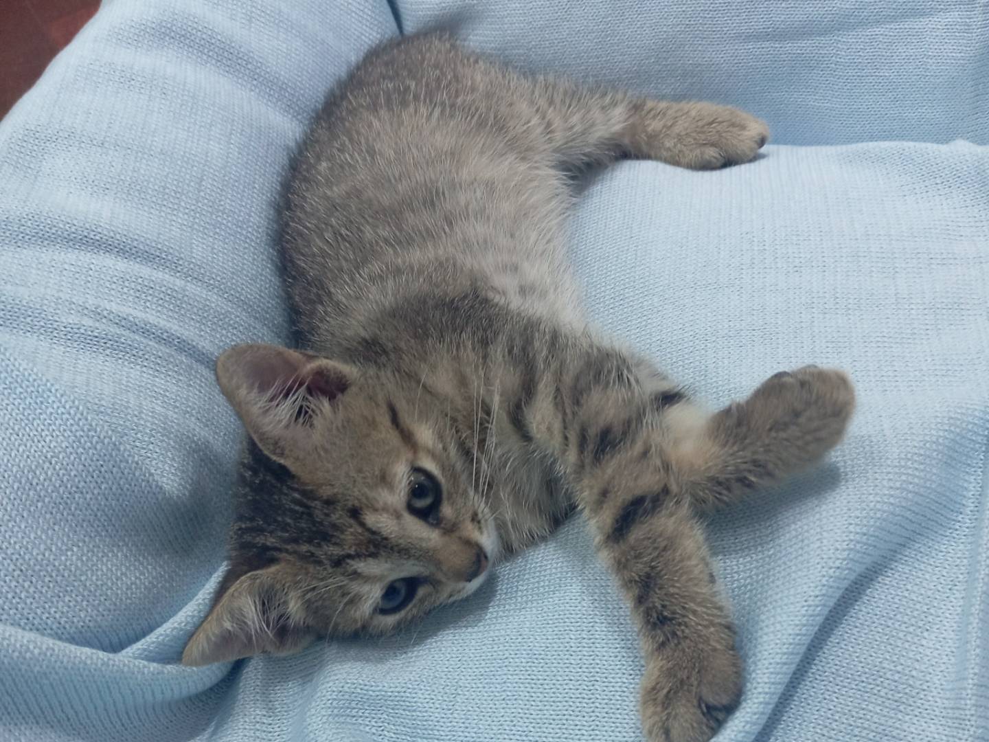 Adozione gatto, femmina, Razza sconosciuta Razza sconosciuta, 2 mesi, taglia non valida, Viterbo
