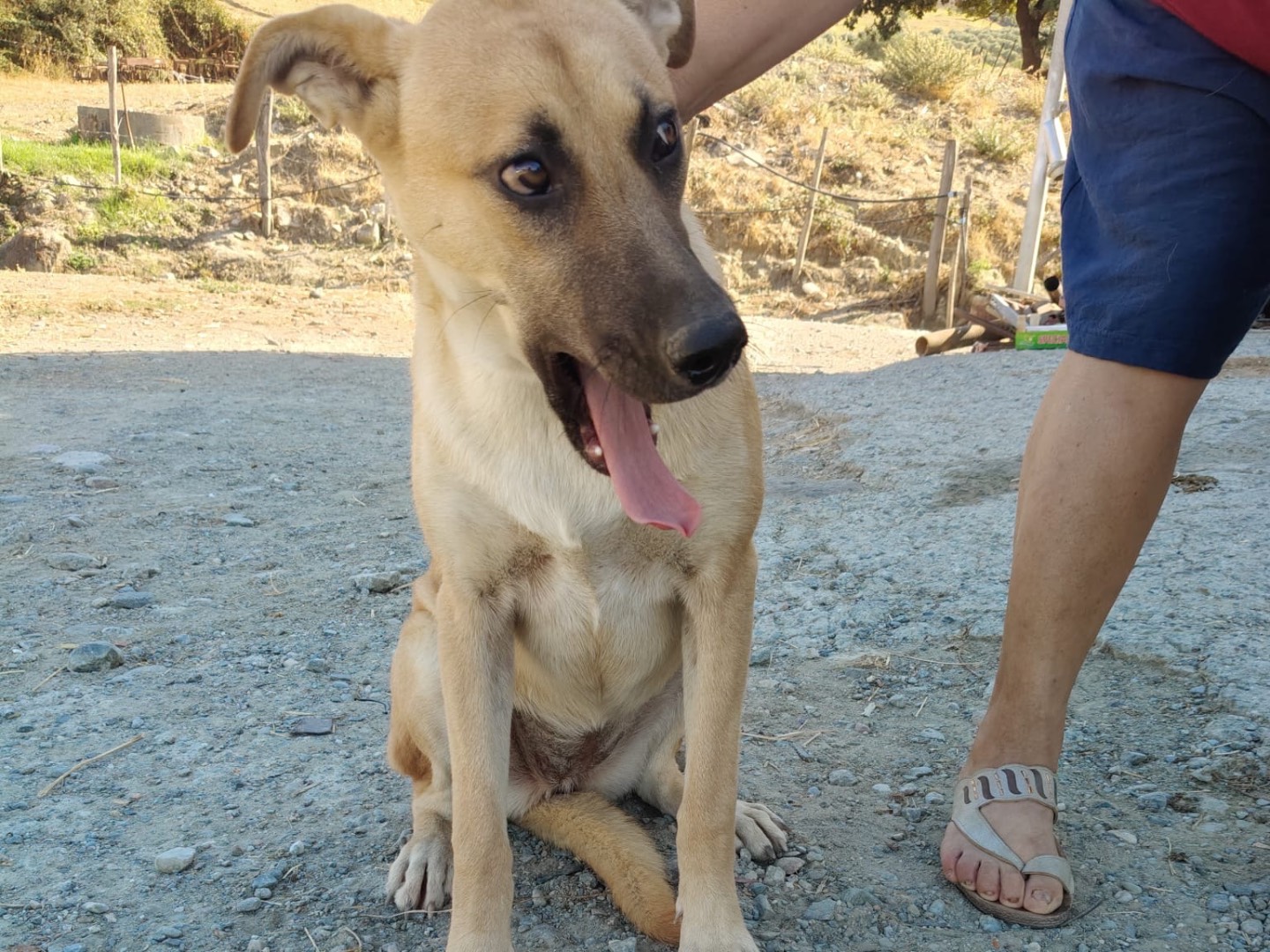 Adozione cane, femmina, Razza sconosciuta Razza sconosciuta, 6 mesi, taglia grande, Crotone