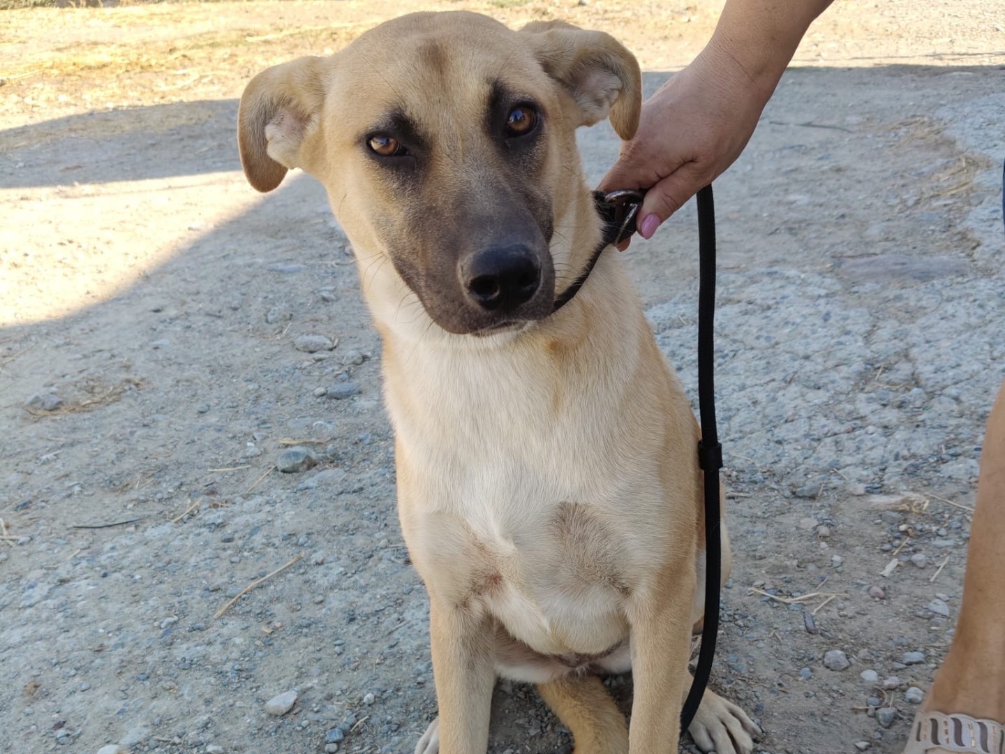 Adotta un cane, femmina, 6 mesi, Crotone