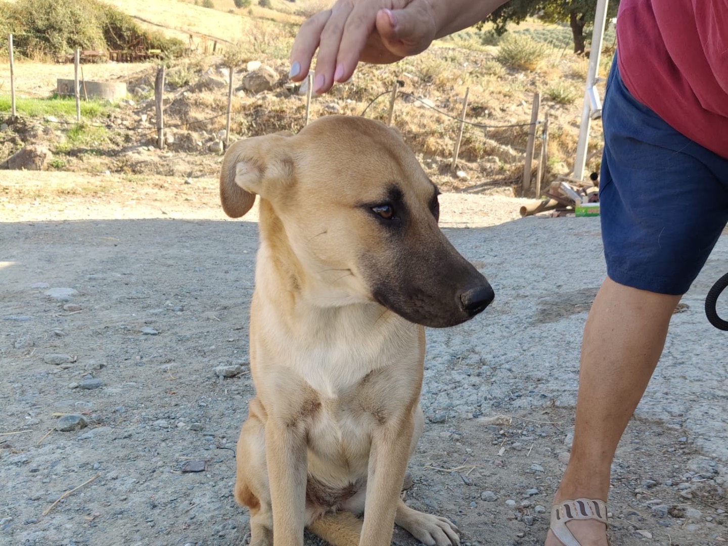 Adotta un cane, taglia grande, femmina, Crotone