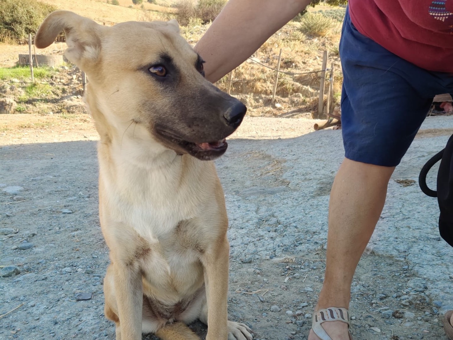 Vuoi adottare un cane a Crotone?
