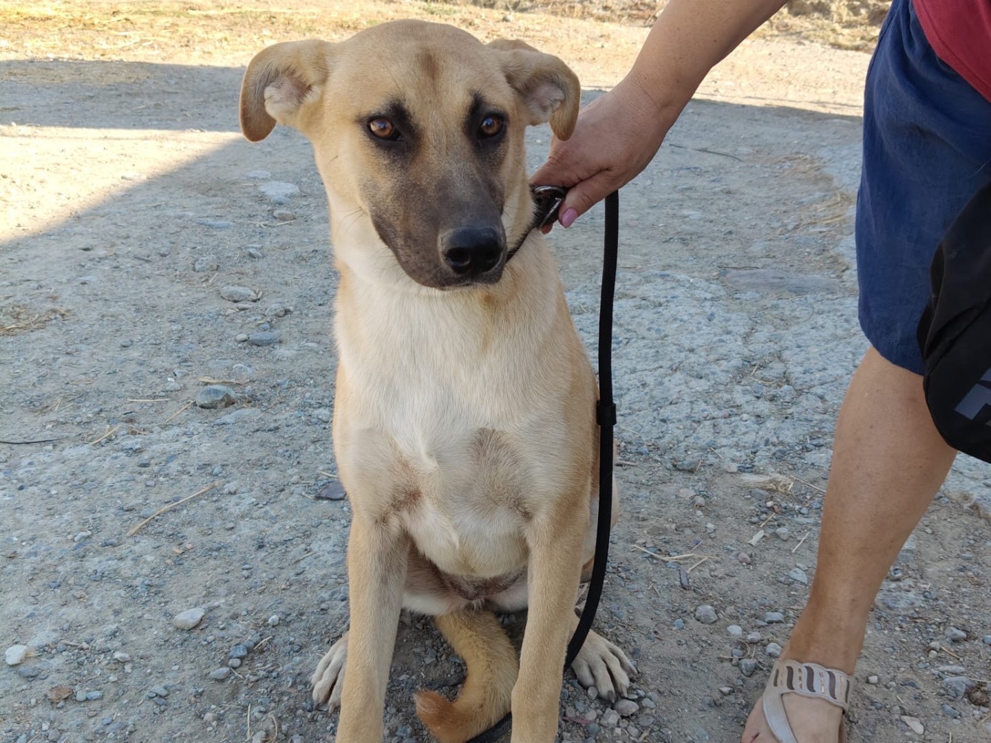 Adotta il cane BABY a Crotone