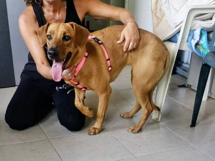 Adozione cane, femmina, Razza sconosciuta Razza sconosciuta, 1 anno e 6 mesi, taglia media contenuta, Milano