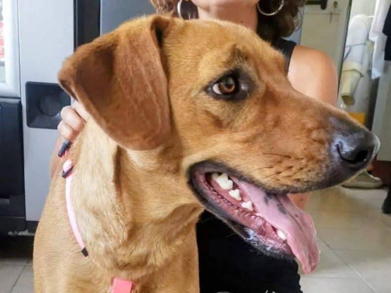 Adotta un cane, femmina, 1 anno e 6 mesi, Milano