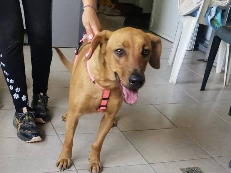 Adotta un cane, taglia media contenuta, femmina, Milano