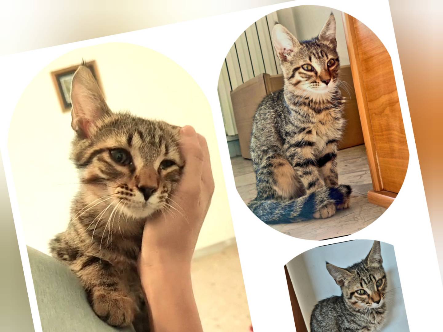 Adotta un gatto, maschio, 5 mesi, Cosenza