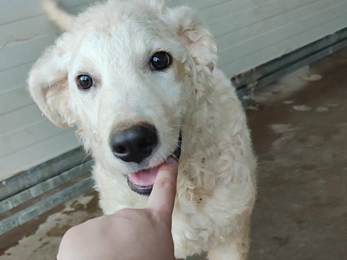Adozione cane, maschio, Razza sconosciuta Razza sconosciuta, 4 mesi, taglia media, Trapani