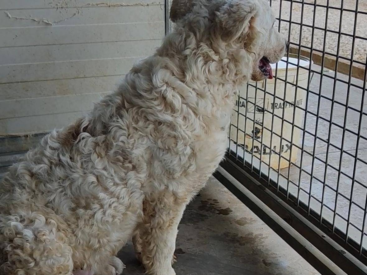 Adotta un cane, maschio, 4 mesi, Trapani