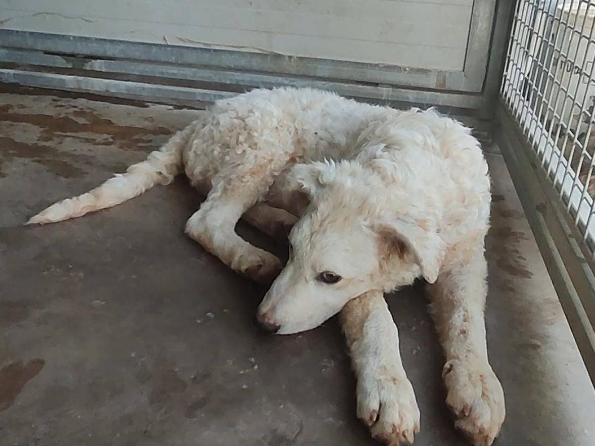 Adotta un cane, taglia media, maschio, Trapani