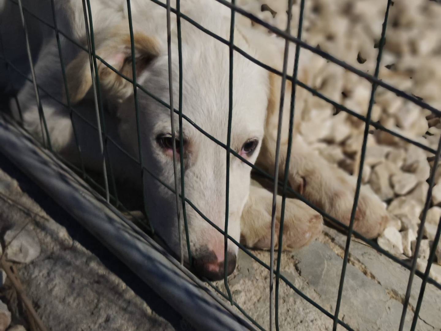 Vuoi adottare un cane a Trapani?