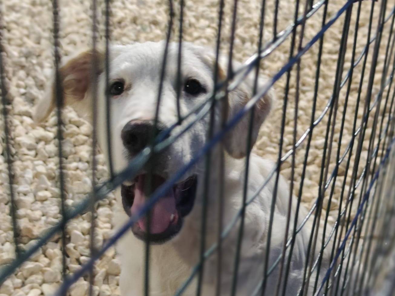 Adotta il cane Orsetto  a Trapani