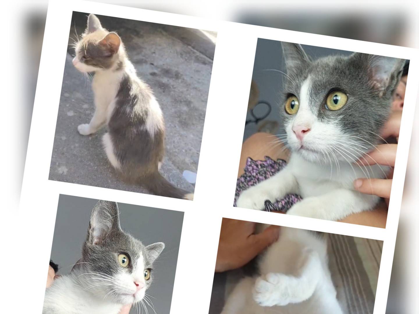 Vuoi adottare un gatto a Cosenza?