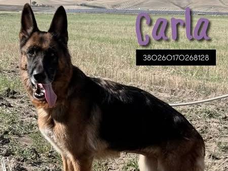 Adozione cane, femmina, Pastore tedesco Razza sconosciuta, 5 anni, taglia grande, Matera