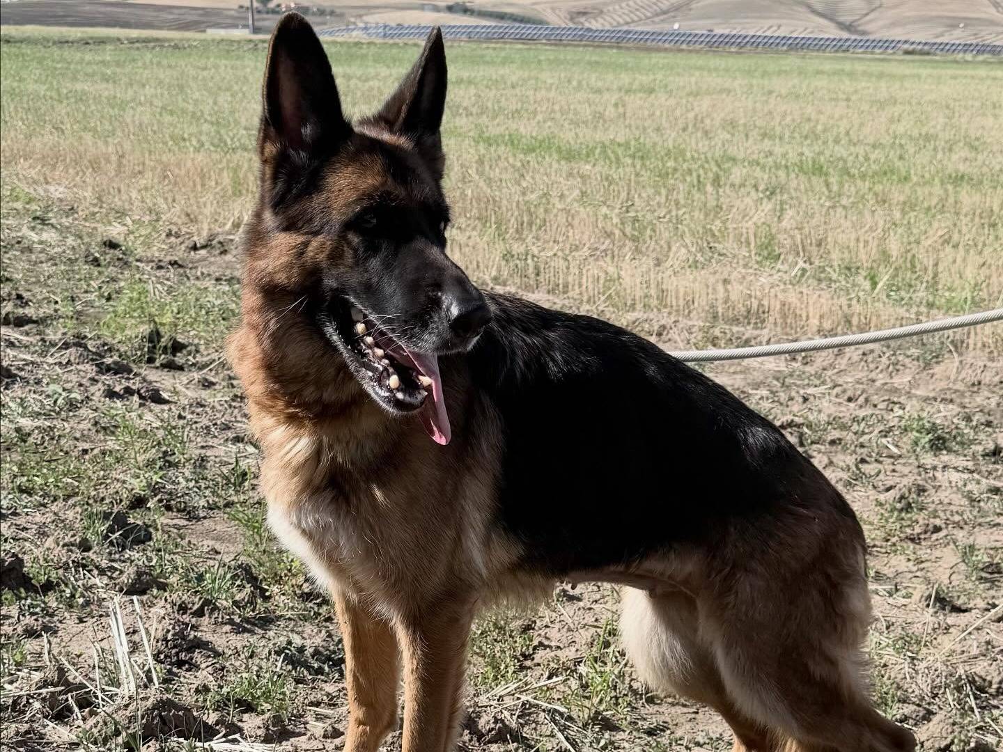 Adotta un cane, femmina, 5 anni, Matera