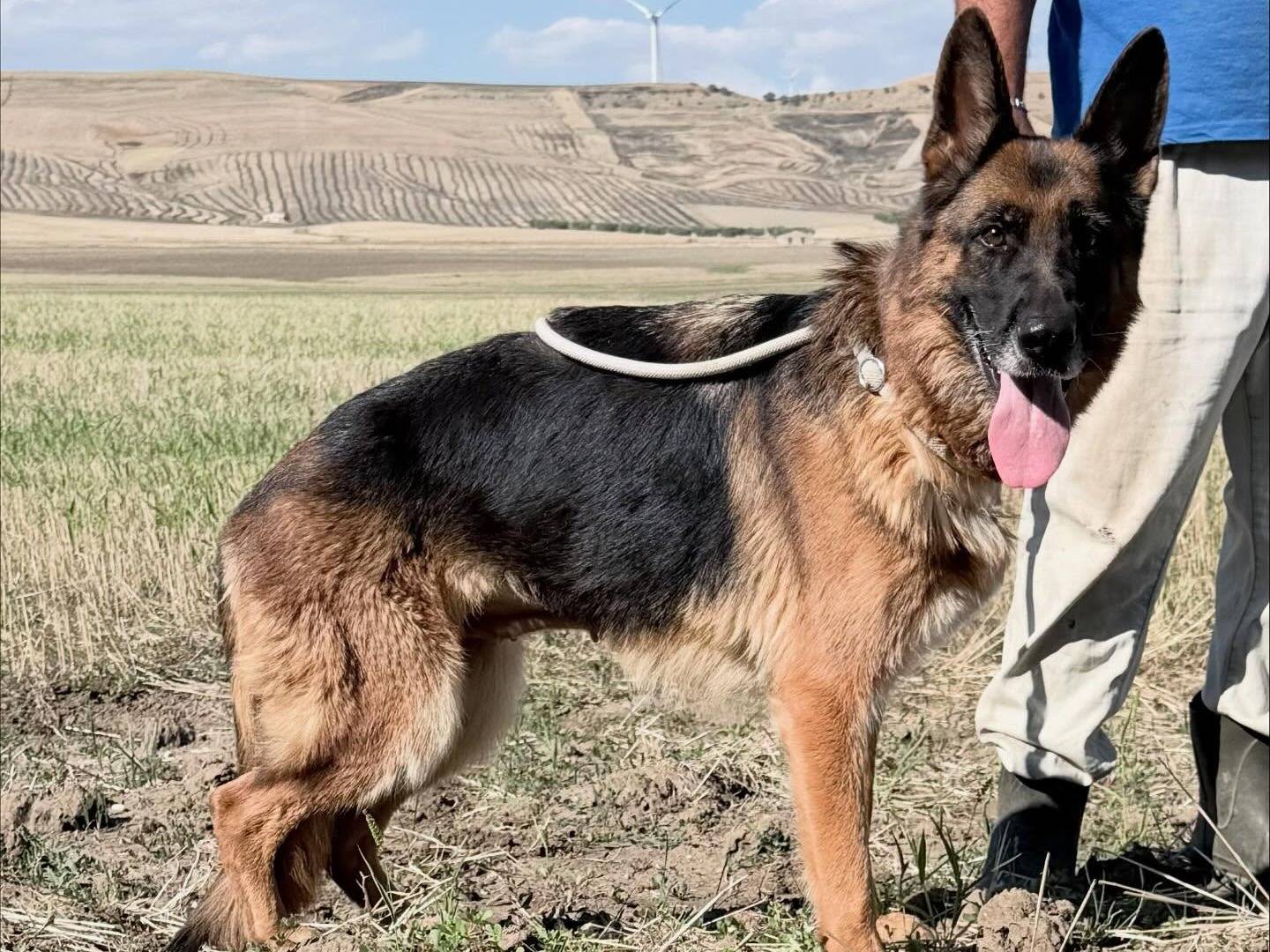 Vuoi adottare un cane a Matera?