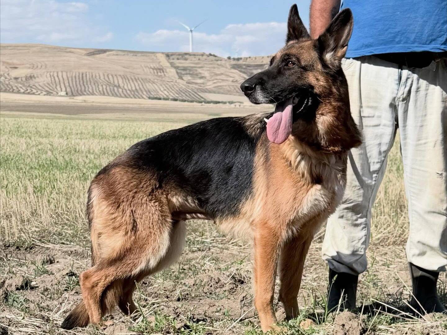 Adotta il cane Carla a Matera