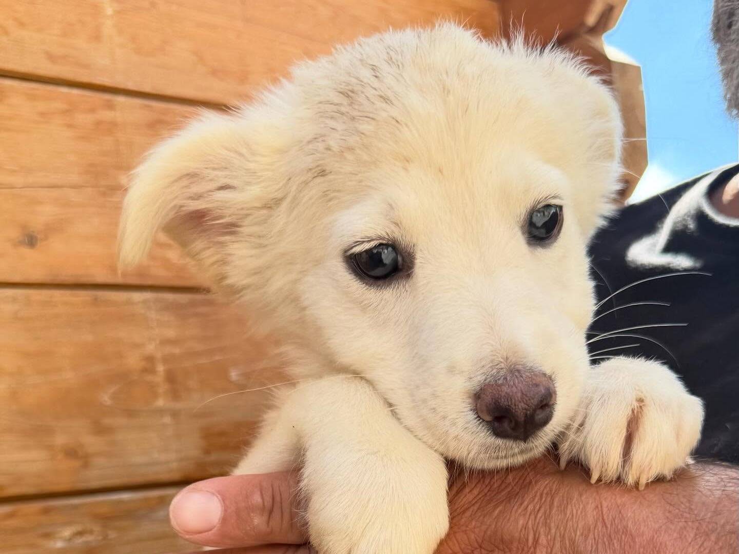 Adotta un cane, femmina, 3 mesi, Matera