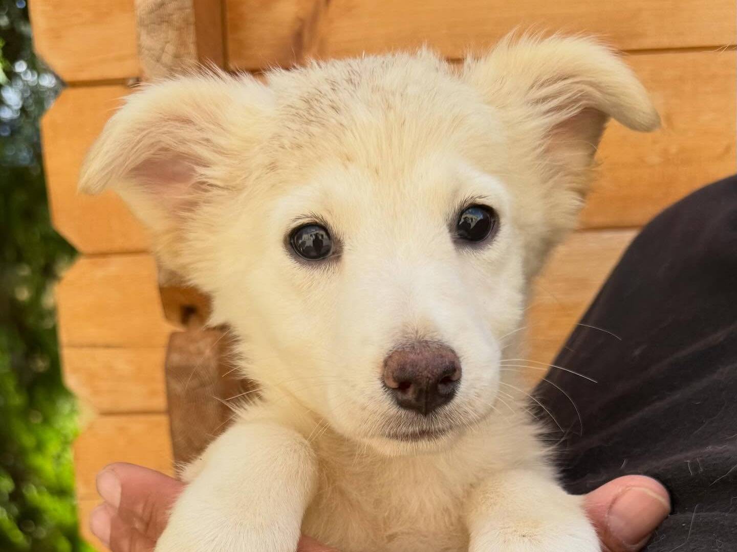 Vuoi adottare un cane a Matera?