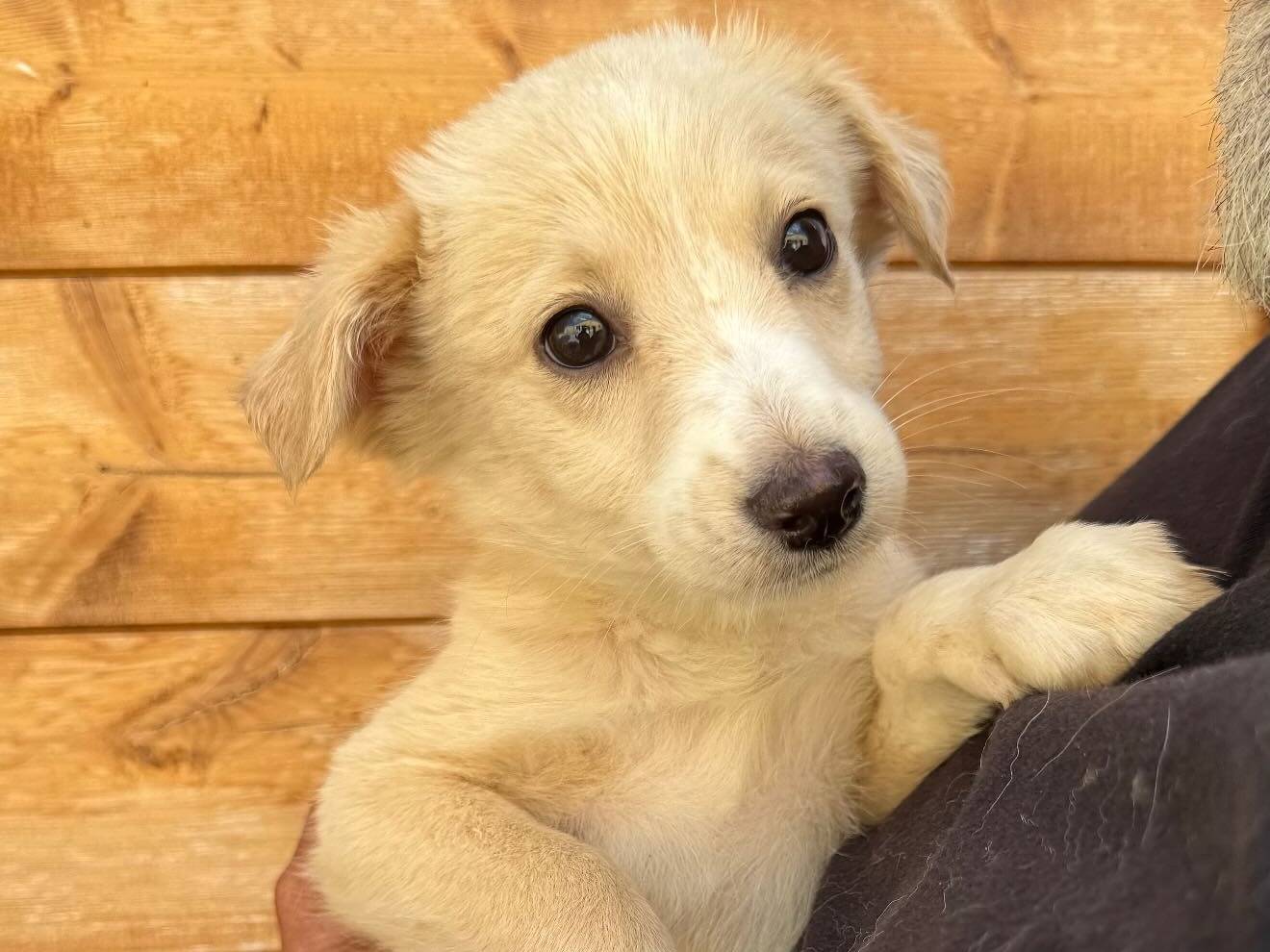 Adozione cane, femmina, Razza sconosciuta Razza sconosciuta, 3 mesi, taglia media contenuta, Matera