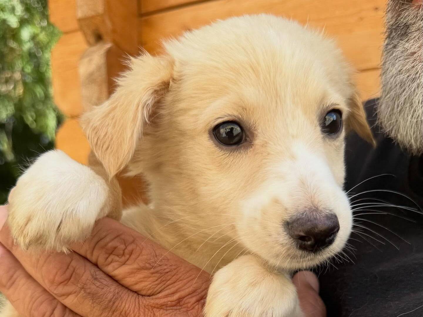 Adotta un cane, femmina, 3 mesi, Matera