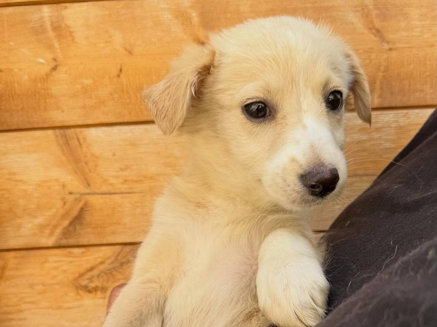 Adotta un cane, taglia media contenuta, femmina, Matera