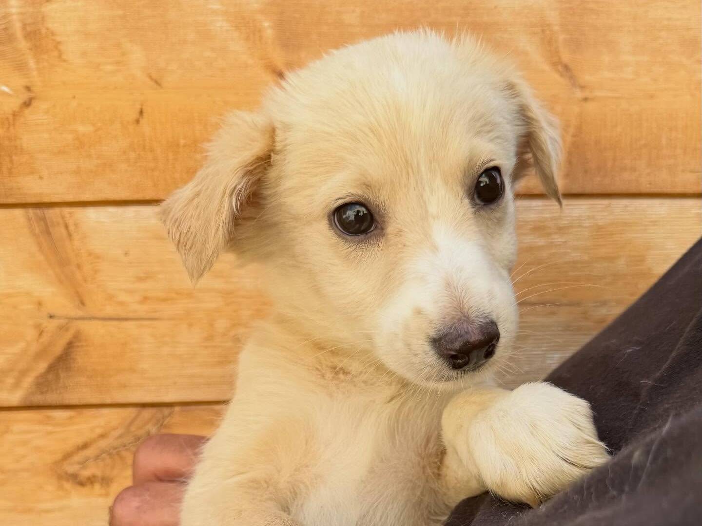 Vuoi adottare un cane a Matera?