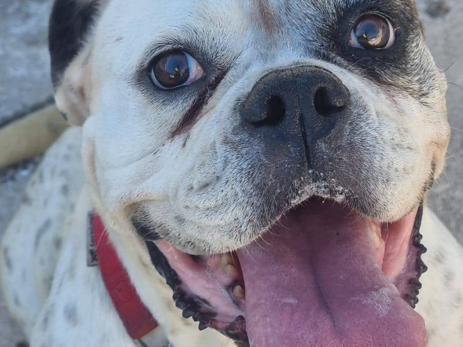 Adozione cane, femmina, Bulldog francese Razza sconosciuta, 8 anni e 4 mesi, taglia media contenuta, Caserta