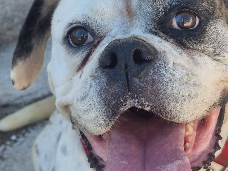 Adotta un cane, taglia media contenuta, femmina, Caserta