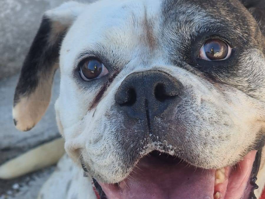 Vuoi adottare un cane a Caserta?
