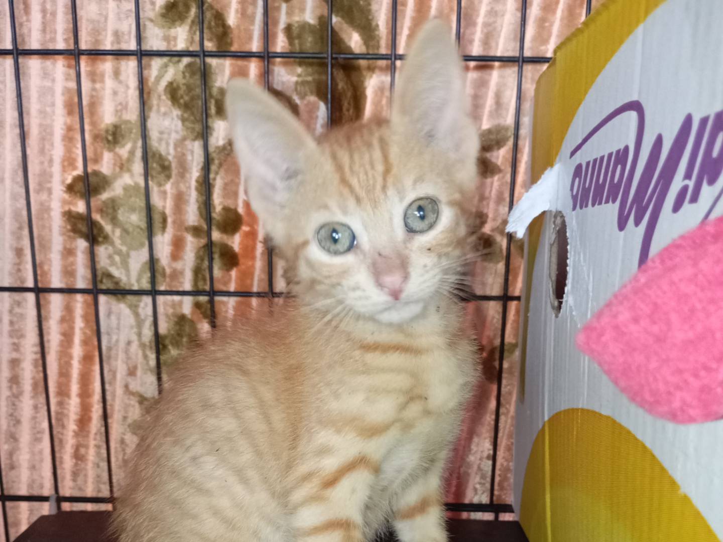 Adozione gatto, maschio, Razza sconosciuta Razza sconosciuta, 2 mesi, taglia non valida, Latina