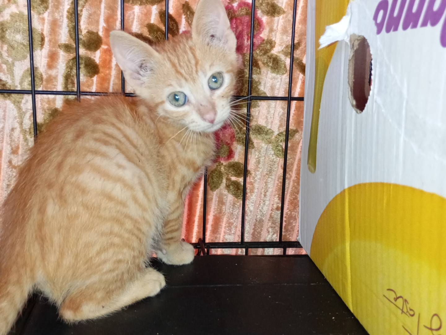 Adotta un gatto, maschio, 2 mesi, Latina