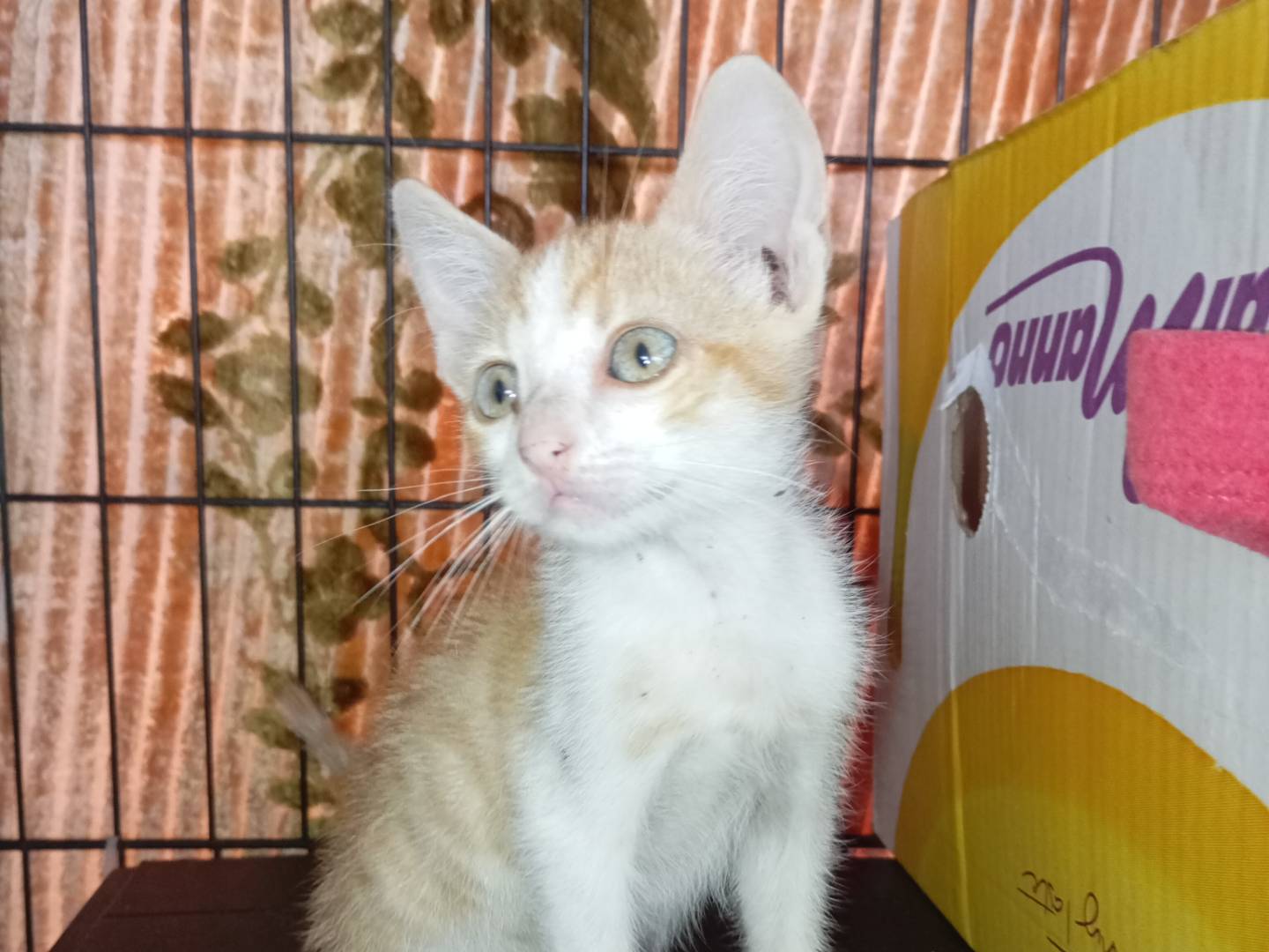 Adotta un gatto, maschio, 2 mesi, Latina
